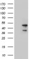 LSM11 (2F15) Mouse Monoclonal antibody