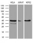 LSM11 (2F15) Mouse Monoclonal antibody