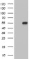 LSM11 (7Z18) Mouse Monoclonal antibody