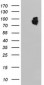 LRRC50 (19T11) Mouse Monoclonal antibody