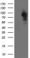 LRRC50 (17G16) Mouse Monoclonal antibody