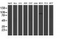 LRRC50 (17G16) Mouse Monoclonal antibody