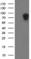 LRRC50 (11E13) Mouse Monoclonal antibody