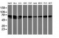 LRRC50 (11E13) Mouse Monoclonal antibody