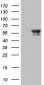 BTBD3 (17R1) Mouse Monoclonal antibody