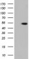 TUBA3E (Tubulin alpha 3e) (16K16) Mouse Monoclonal antibody