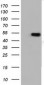 TUBA3E (Tubulin alpha 3e) (13E8) Mouse Monoclonal antibody